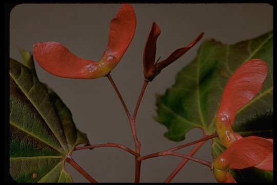 Слика од Acer circinatum Pursh