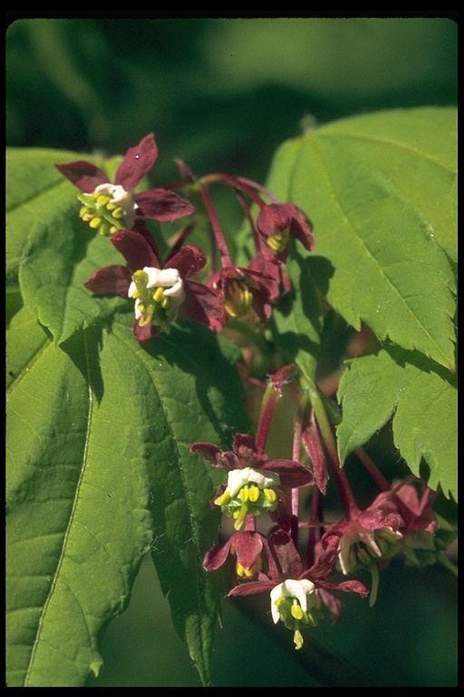 Image of Vine Maple