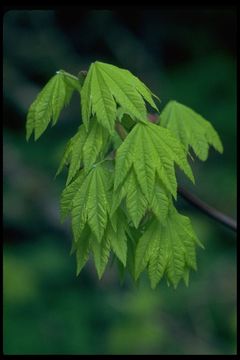 Слика од Acer circinatum Pursh