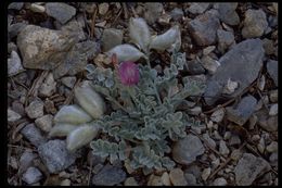 Image of woollypod milkvetch