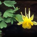 Image of golden columbine