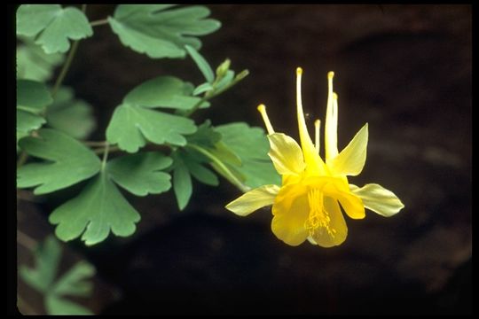 Image of golden columbine