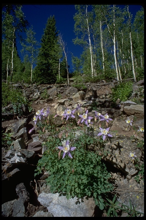 Image of Rocky Mountain Columbine
