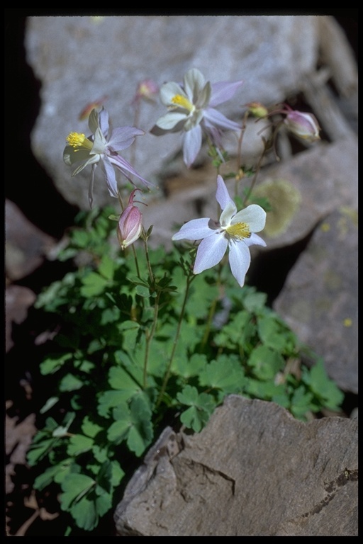 Image of Rocky Mountain Columbine