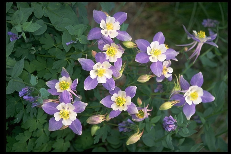 Sivun <i>Aquilegia caerulea</i> kuva