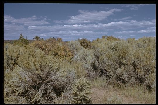 Imagem de Artemisia tridentata (Nutt.) W. A. Weber