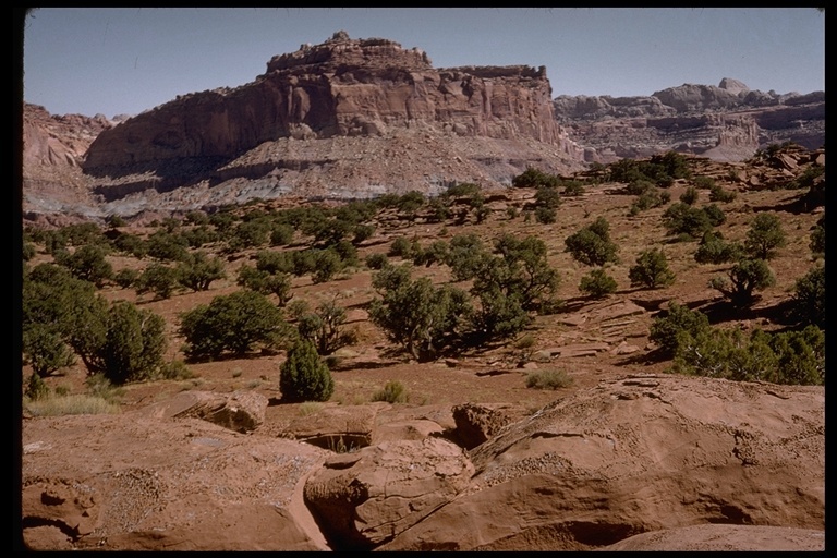 Image of Colorado Pinyon