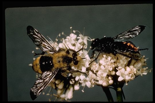 Image de Asilidae