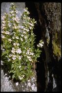 Image of scabland penstemon