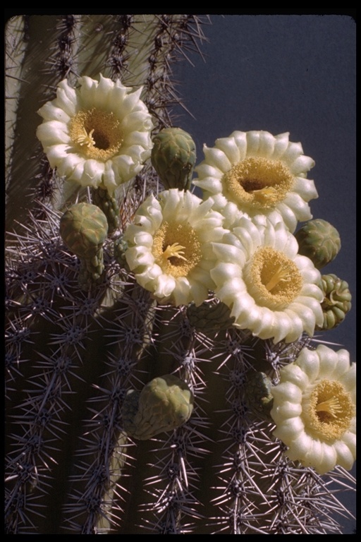 Plancia ëd Carnegiea gigantea (Engelm.) Britton & Rose