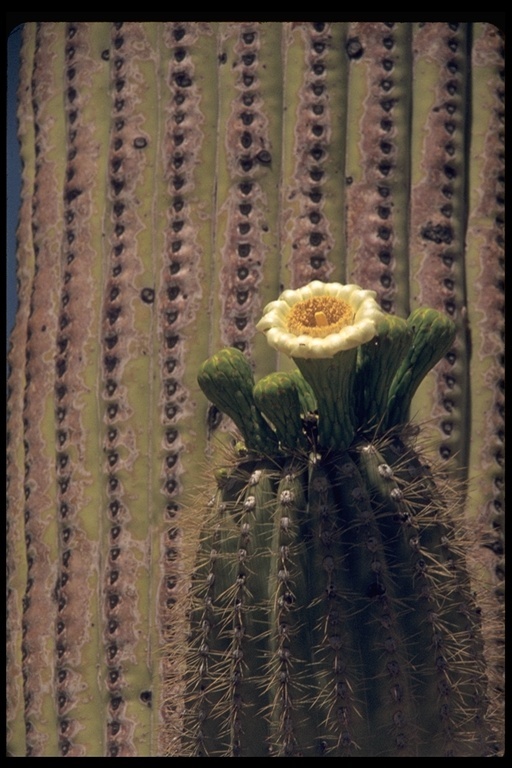 Image of Saguaro Cactus