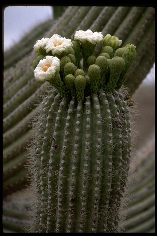 Image of Saguaro Cactus