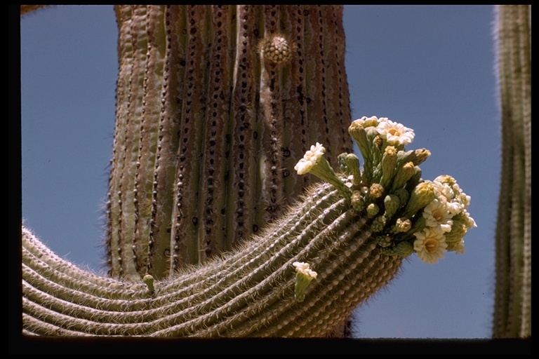 Image of Saguaro Cactus