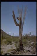 Image of Saguaro Cactus