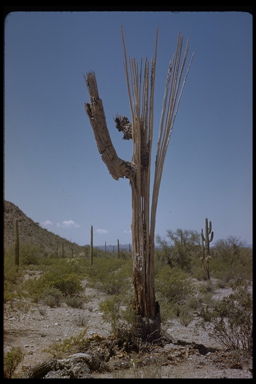 Image of Saguaro Cactus