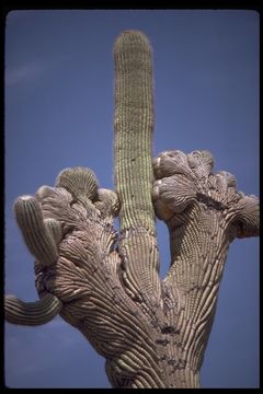 Plancia ëd Carnegiea gigantea (Engelm.) Britton & Rose