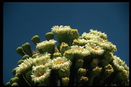 Image of Saguaro Cactus