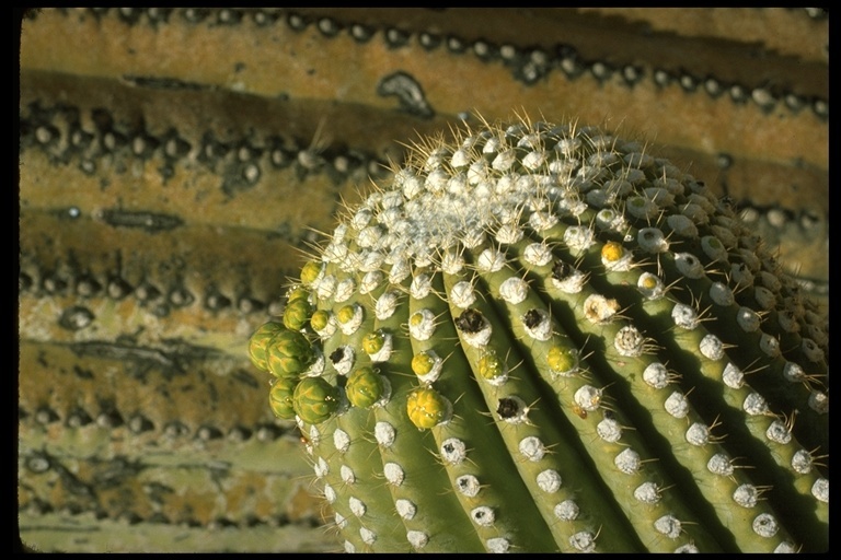 Image of Saguaro Cactus