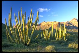 Image of Organ Pipe Cactus