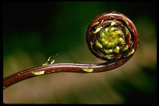 Image of deer fern