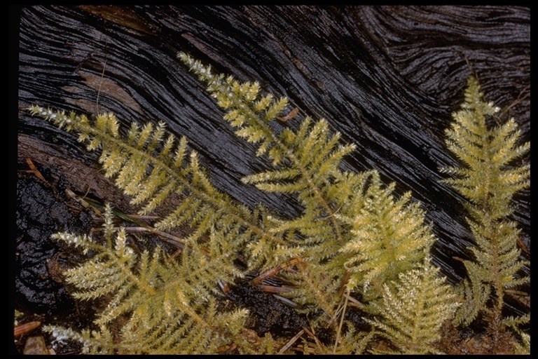 Image of Oregon eurhynchium moss