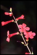 Image of Utah penstemon