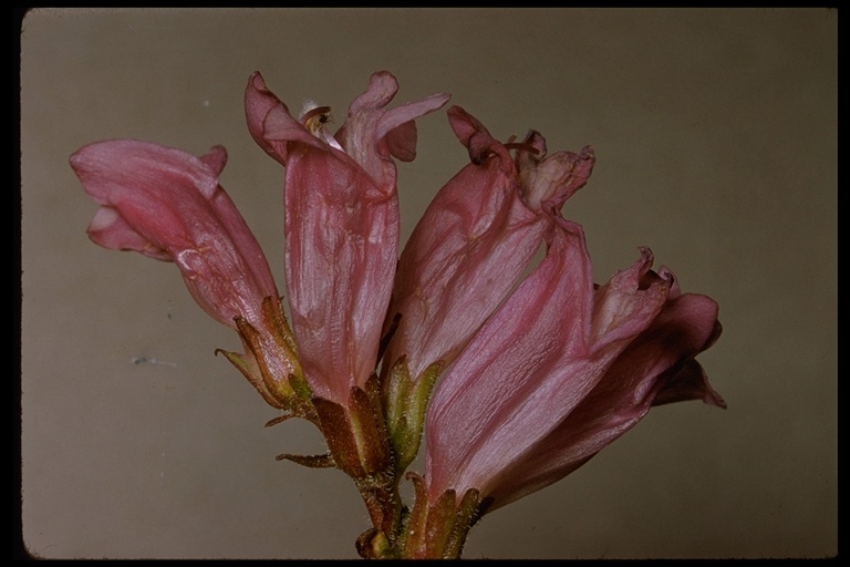 Image of Davidson's penstemon