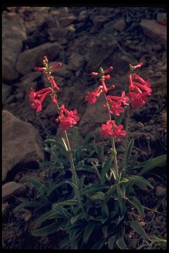 Image of Utah penstemon