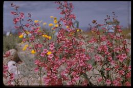 Слика од Penstemon parryi A. Gray