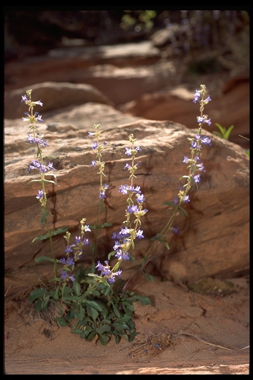 Image of low beardtongue