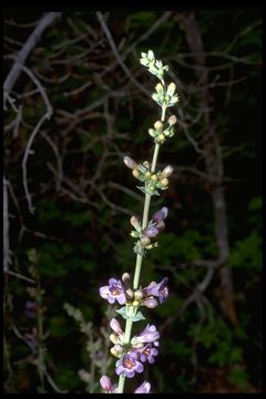 Image of southwestern beardtongue