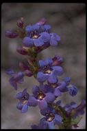 Image of thickleaf beardtongue