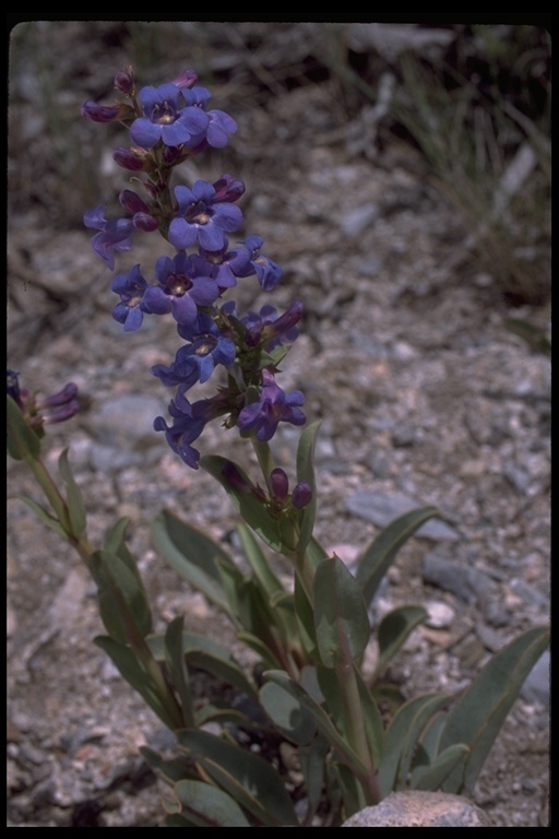 Image of thickleaf beardtongue