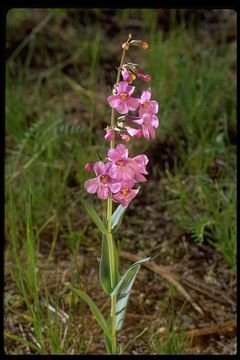 Penstemon secundiflorus Benth. resmi