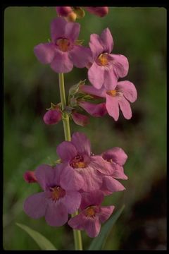 Image of sidebells penstemon