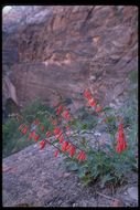 Penstemon eatonii A. Gray resmi