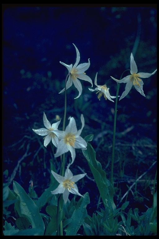 Imagem de Erythronium montanum S. Watson