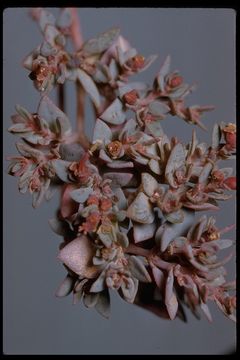 Image of <i>Chamaesyce chaetocalyx</i>