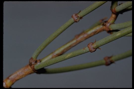 Imagem de Ephedra viridis Coville