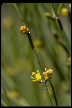 Imagem de Ephedra viridis Coville