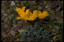 Image of desert poppy