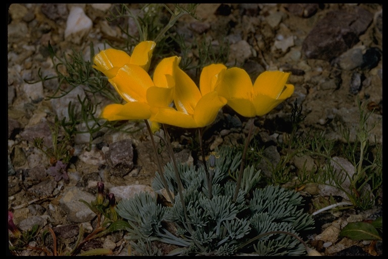 Image of desert poppy