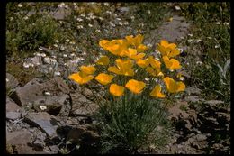 Imagem de Eschscholzia glyptosperma Greene