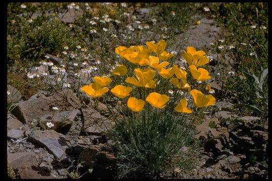 Imagem de Eschscholzia glyptosperma Greene