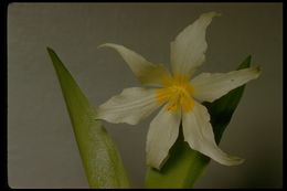 Imagem de Erythronium montanum S. Watson