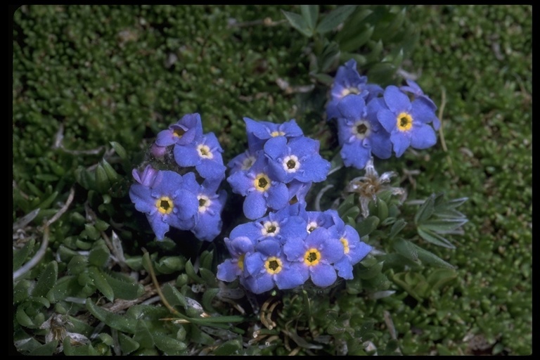 Image of arctic alpine forget-me-not