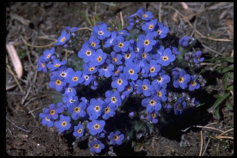 Image of arctic alpine forget-me-not