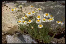 Image de Erigeron pumilus Nutt.