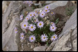 Image of rockslide yellow fleabane