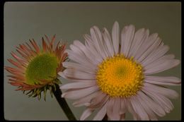 Image of subalpine fleabane